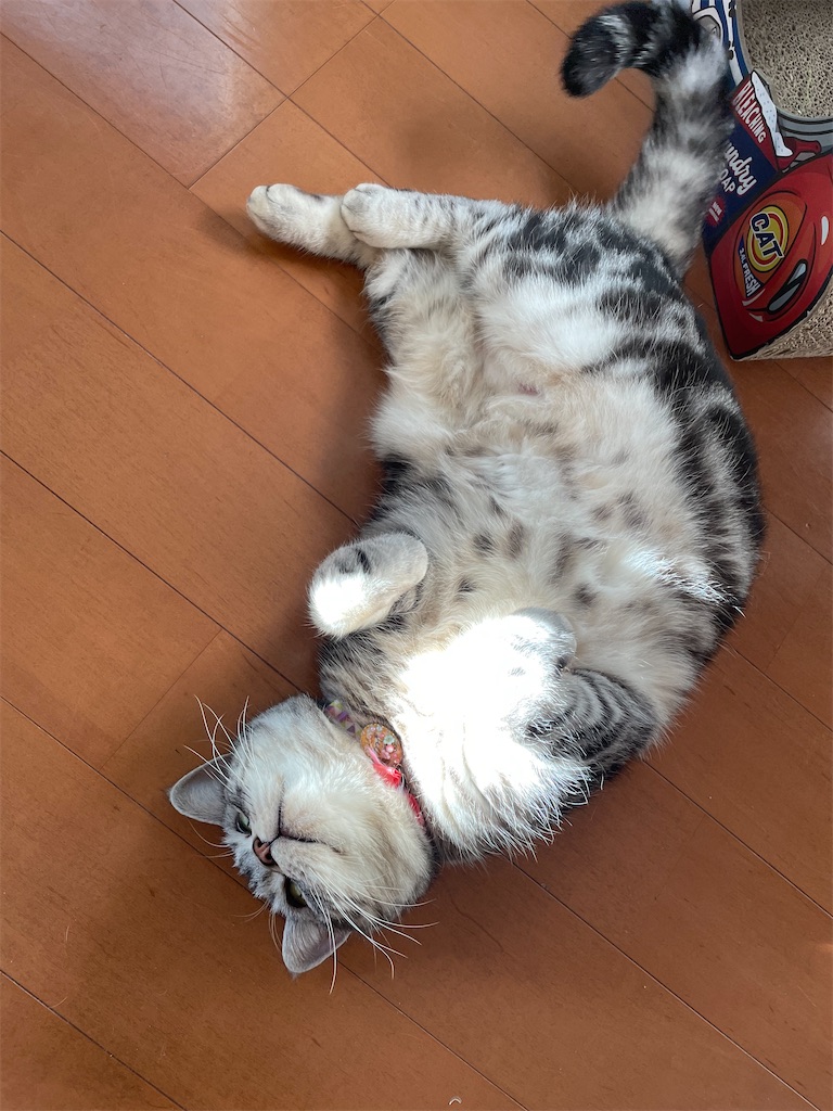 f:id:tsukky8832534:20230227231808j:image f:id:tsukky8832534:20230227231808j:image