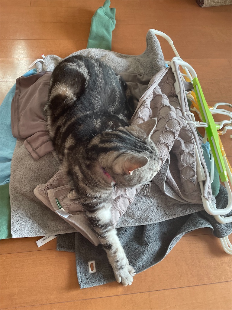 f:id:tsukky8832534:20230322233558j:image f:id:tsukky8832534:20230322233558j:image