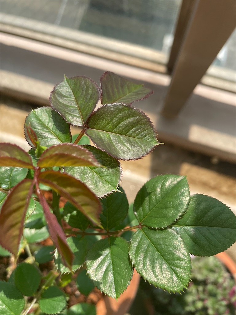 f:id:tsukky8832534:20230401232805j:image f:id:tsukky8832534:20230401232805j:image