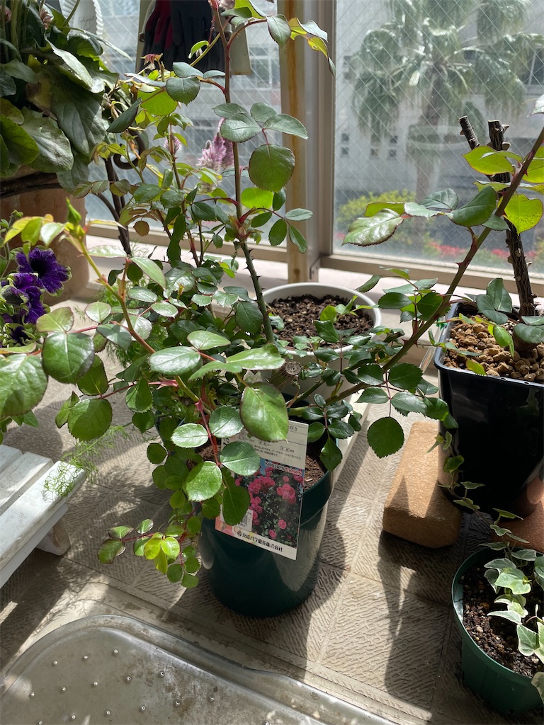 f:id:tsukky8832534:20230413100010j:image f:id:tsukky8832534:20230413100010j:image