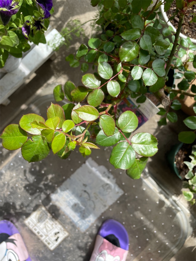 f:id:tsukky8832534:20230413100015j:image f:id:tsukky8832534:20230413100015j:image