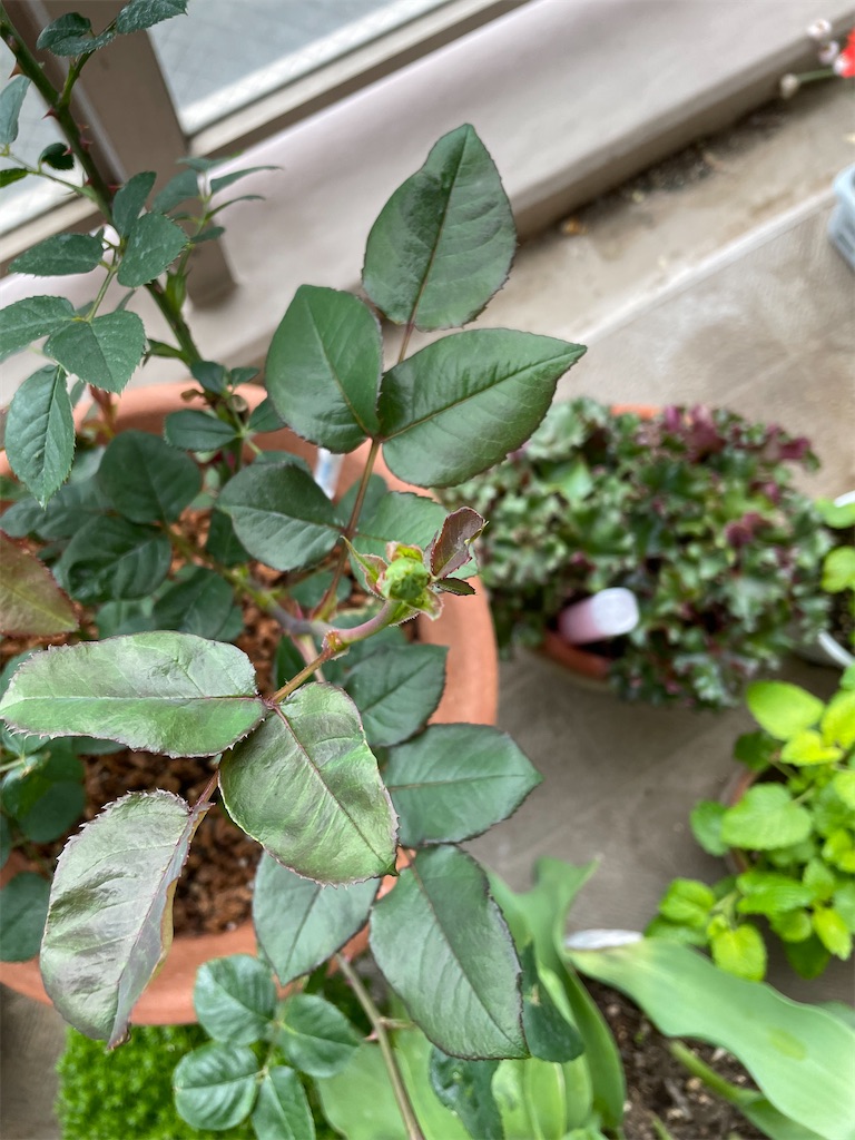 f:id:tsukky8832534:20230421122345j:image