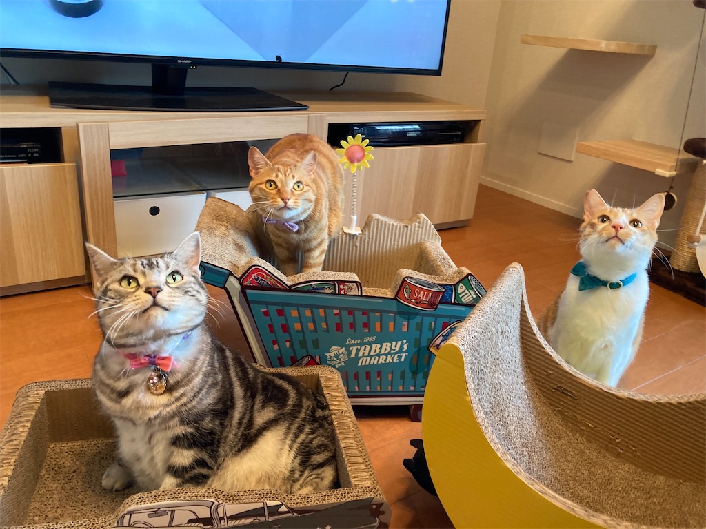 f:id:tsukky8832534:20230423195124j:image