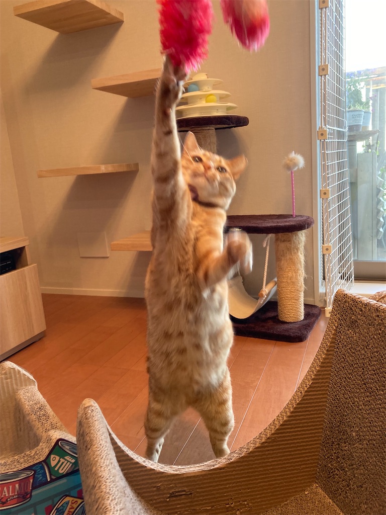 f:id:tsukky8832534:20230423195144j:image