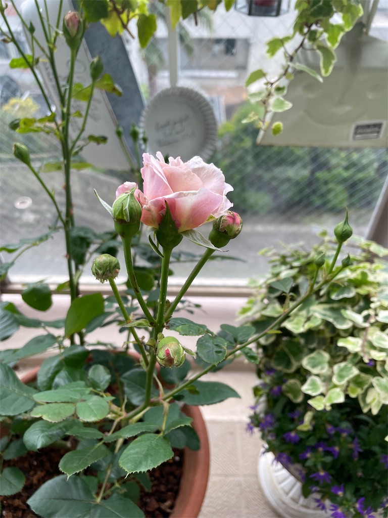 f:id:tsukky8832534:20230514150231j:image