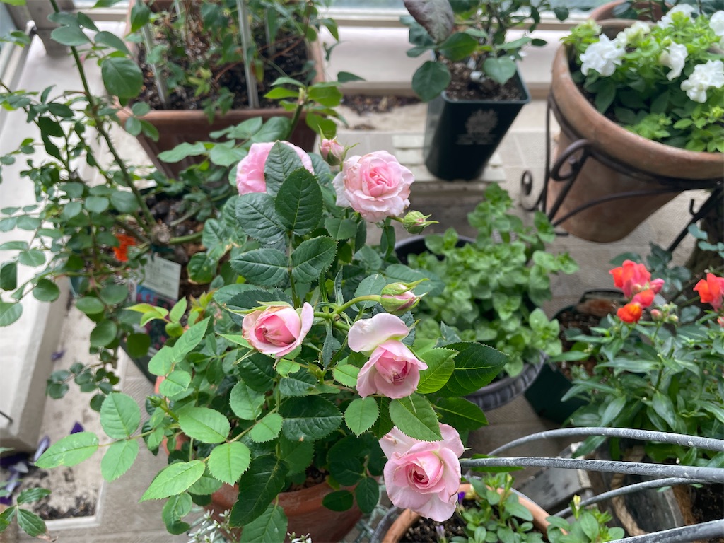 f:id:tsukky8832534:20230530151027j:image f:id:tsukky8832534:20230530151027j:image