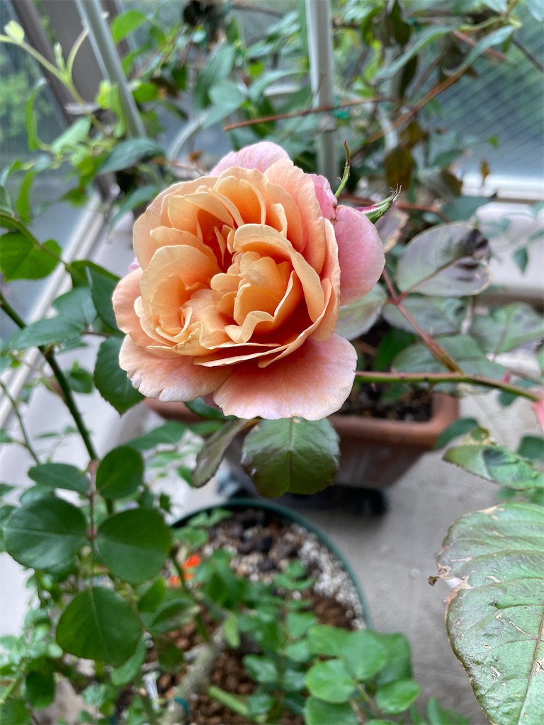 f:id:tsukky8832534:20230607125904j:image f:id:tsukky8832534:20230607125904j:image