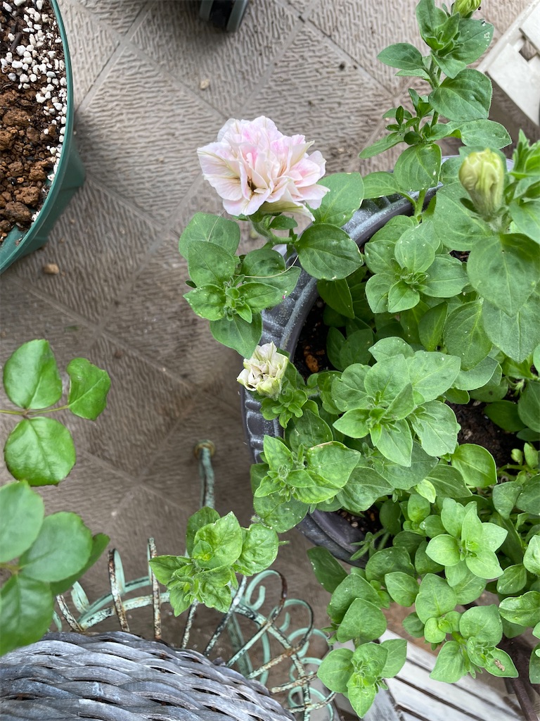 f:id:tsukky8832534:20230607125907j:image f:id:tsukky8832534:20230607125907j:image