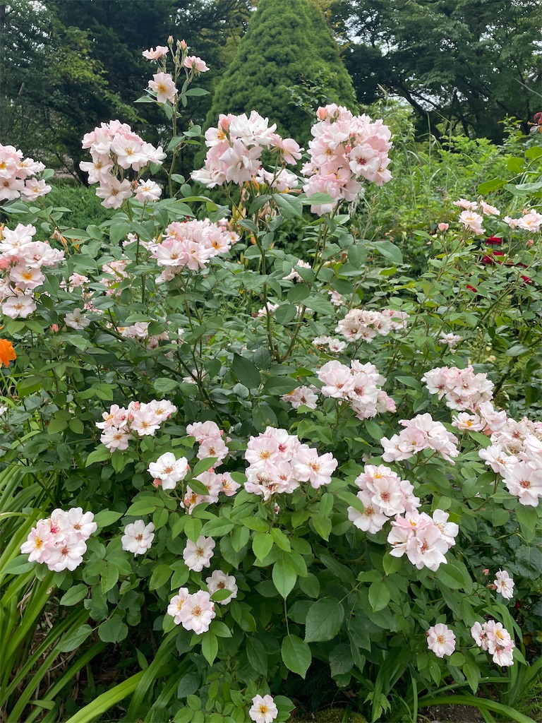 f:id:tsukky8832534:20230723092429j:image