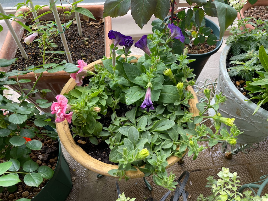 f:id:tsukky8832534:20240520161209j:image