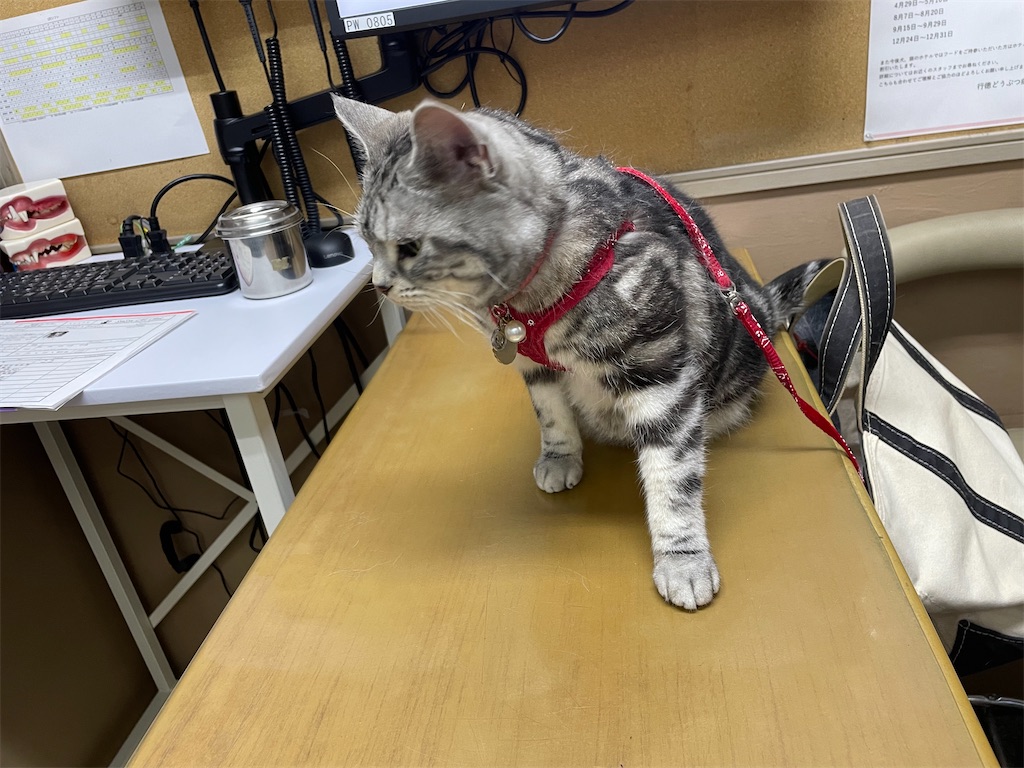 f:id:tsukky8832534:20240526083739j:image f:id:tsukky8832534:20240526083739j:image