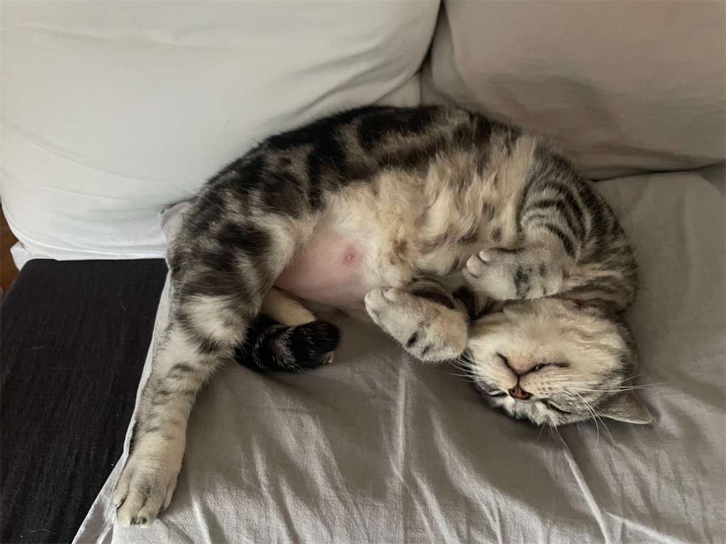 f:id:tsukky8832534:20240623131957j:image f:id:tsukky8832534:20240623131957j:image