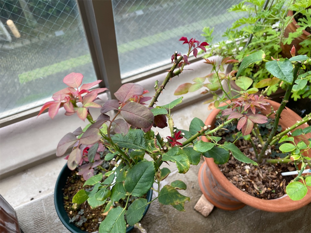 f:id:tsukky8832534:20240821144110j:image