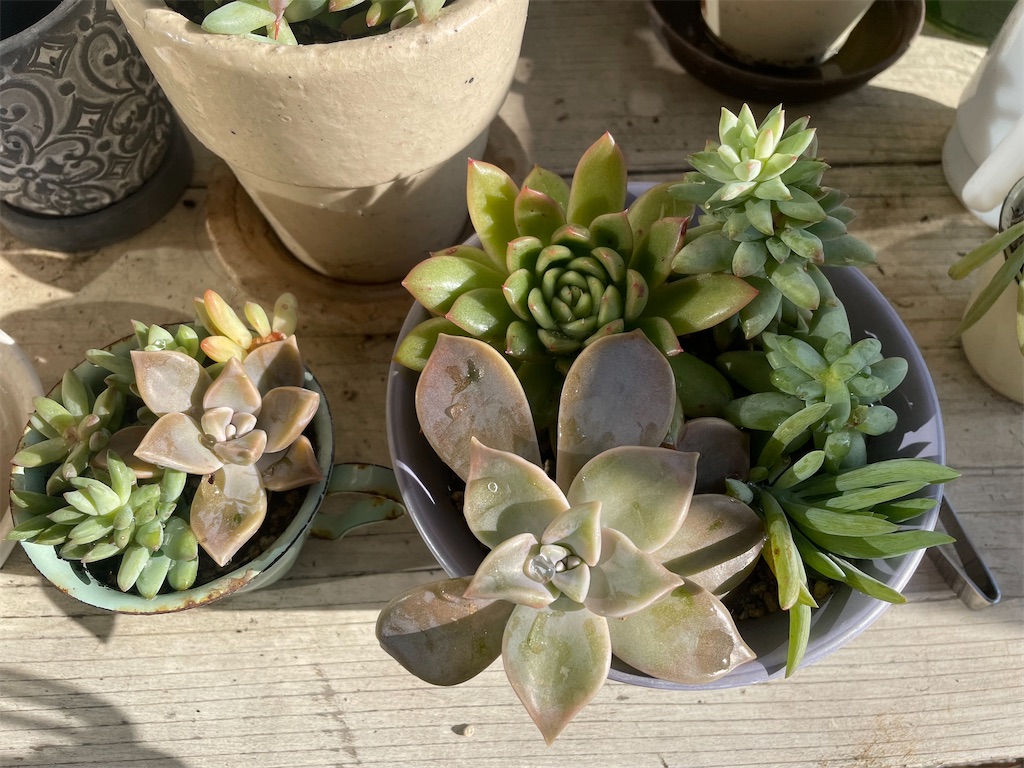 Top【選抜株】多肉植物　22073 クラウド・ロータス12個　鉢無し/脱土 伸びきっていた多肉植物のお手入れ - Tsukky Moon 〜50歳からの衣・食