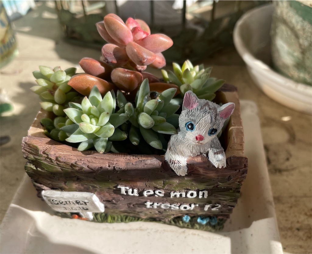 Top【選抜株】多肉植物　22073 クラウド・ロータス12個　鉢無し/脱土 伸びきっていた多肉植物のお手入れ - Tsukky Moon 〜50歳からの衣・食