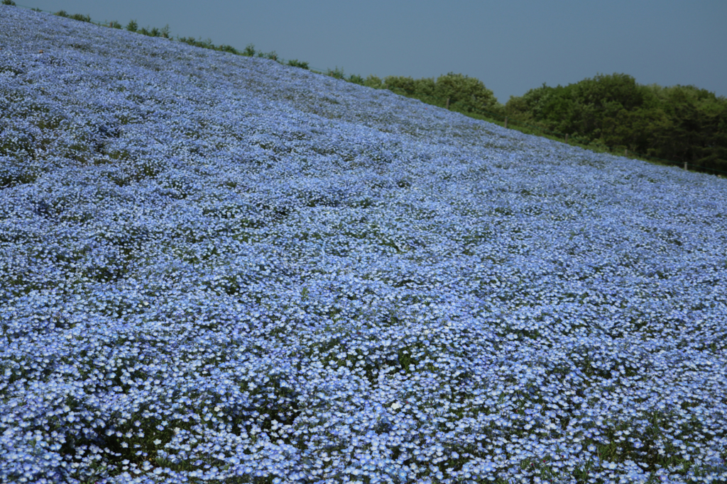 f:id:tsukuba-life:20180422055916j:plain f:id:tsukuba-life:20180422055916j:plain