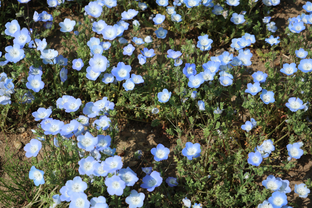f:id:tsukuba-life:20180422055943j:plain f:id:tsukuba-life:20180422055943j:plain
