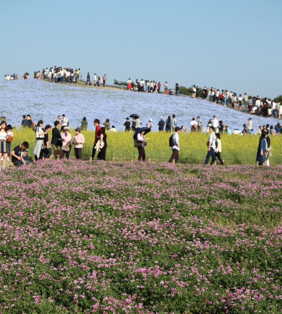 f:id:tsukuba-life:20180422060258j:plain f:id:tsukuba-life:20180422060258j:plain