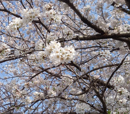 星ドラ 21年3月を振り返る イベント ふくびき 星のダイゴクエスト 現実のニュースetc ドラクエ経験0だけど星ドラ で遊ぶ主婦 まり子bのブログ