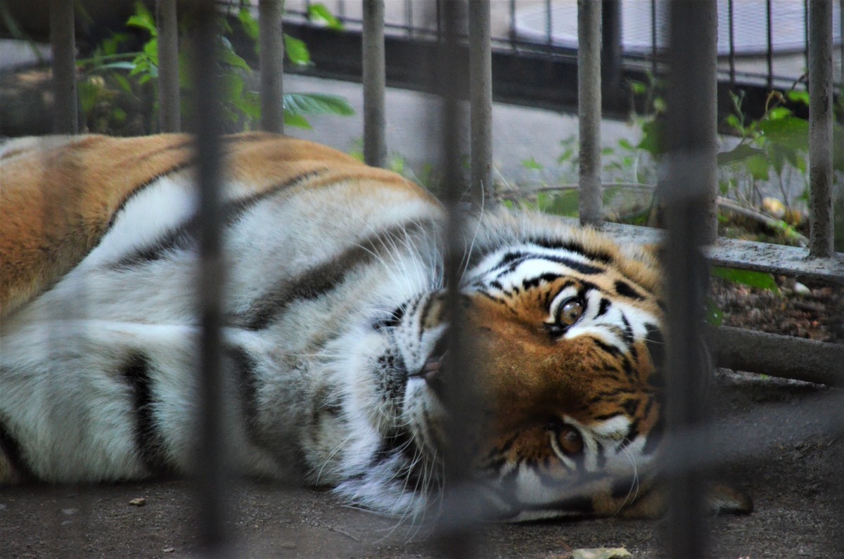 アムールトラのいる動物園は？アムールトラ飼育展示動物園と個体情報