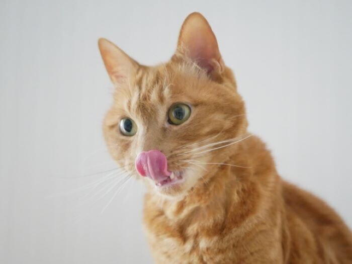 「猫舌」を深掘りリサーチ!意味・定義や語源・由来、対義語、ヌーハラとの関係などをまとめレポート - アリエスコム ARIEScom