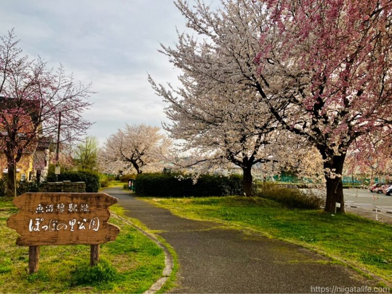 小千谷 ぽっぽの里の桜が満開！