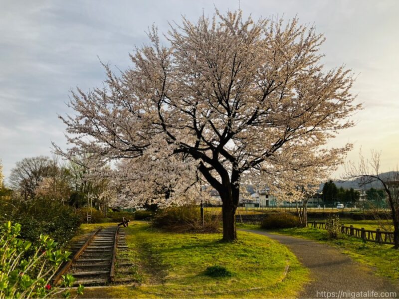 小千谷 ぽっぽの里の桜が満開！