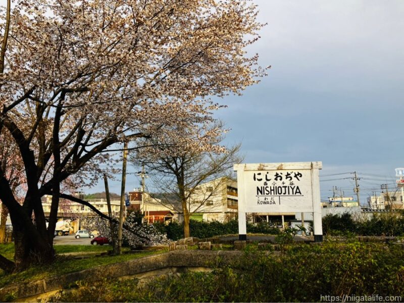 小千谷 ぽっぽの里の桜が満開！