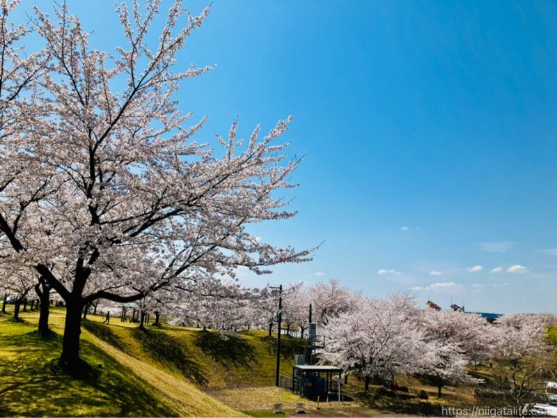 300本の桜が満開に！越路運動公園