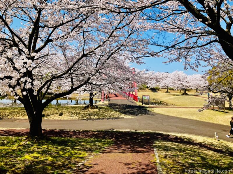 300本の桜が満開に！越路運動公園
