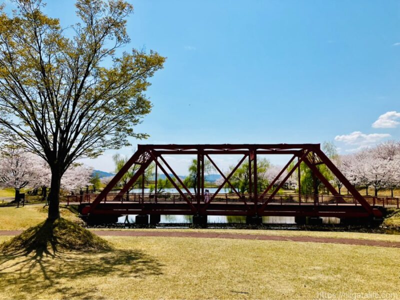 300本の桜が満開に！越路運動公園