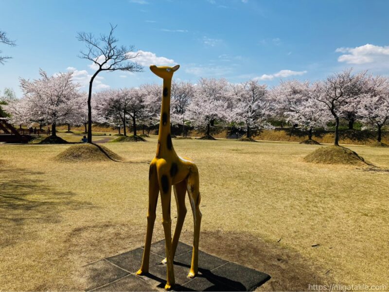300本の桜が満開に！越路運動公園