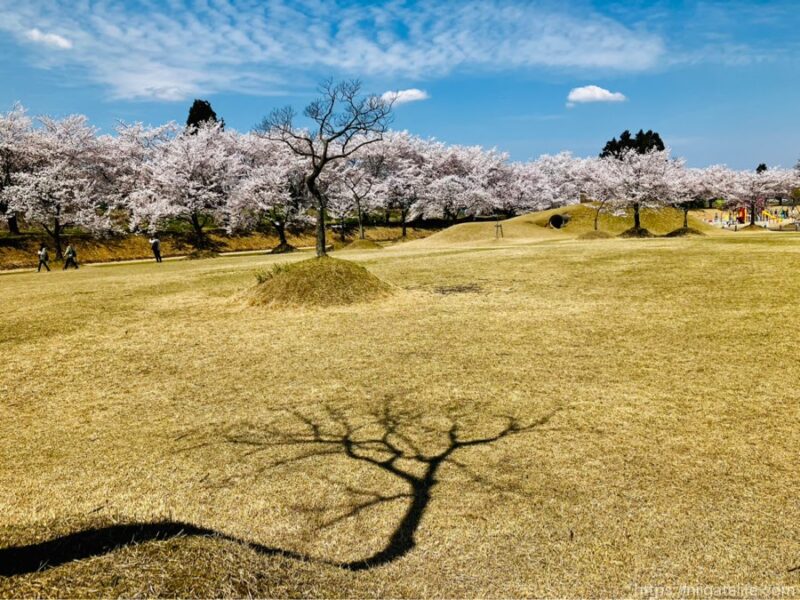 300本の桜が満開に！越路運動公園