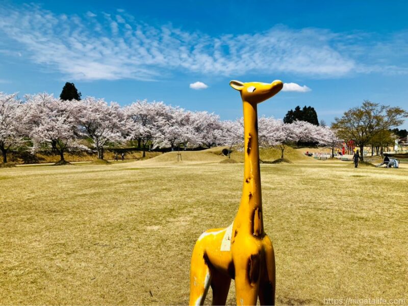 300本の桜が満開に！越路運動公園