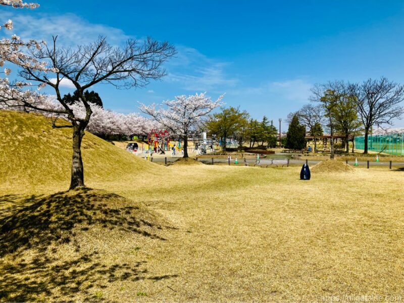 300本の桜が満開に！越路運動公園
