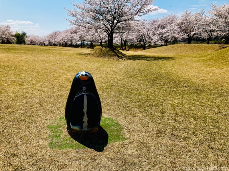 300本の桜が満開に！越路運動公園