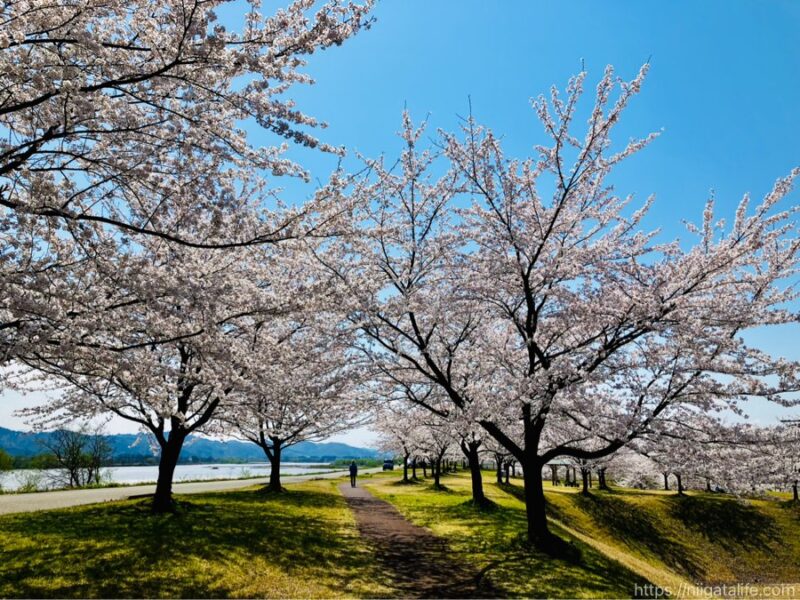 300本の桜が満開に！越路運動公園