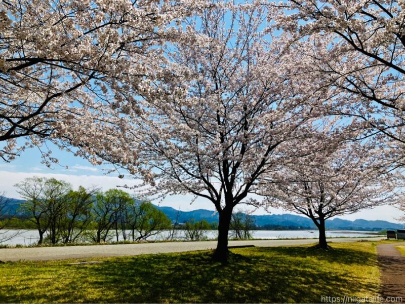 300本の桜が満開に！越路運動公園