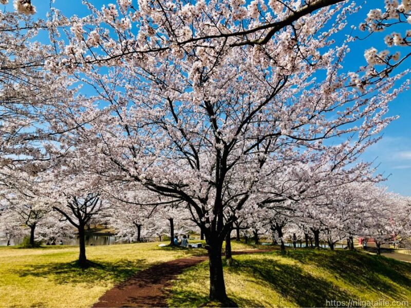 300本の桜が満開に！越路運動公園
