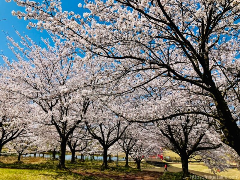 300本の桜が満開に！越路運動公園