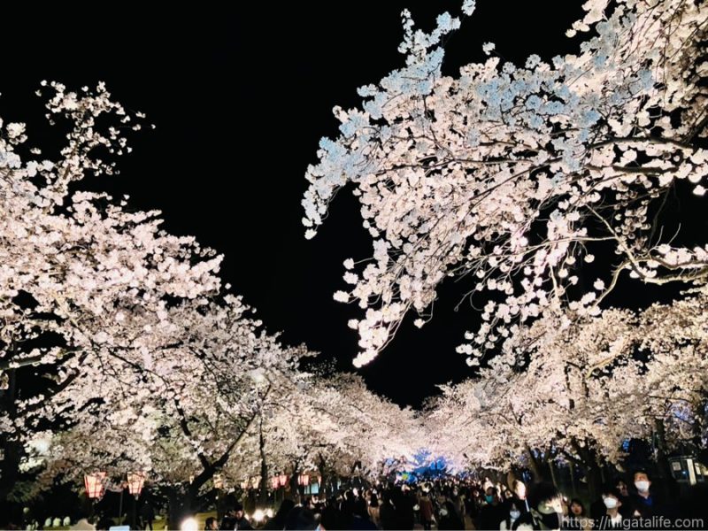 日本3大夜桜 高田城址公園観桜会へ！4/1のようす