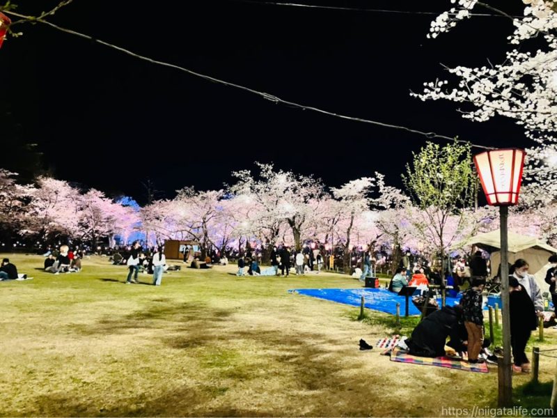 日本3大夜桜 高田城址公園観桜会へ！4/1のようす