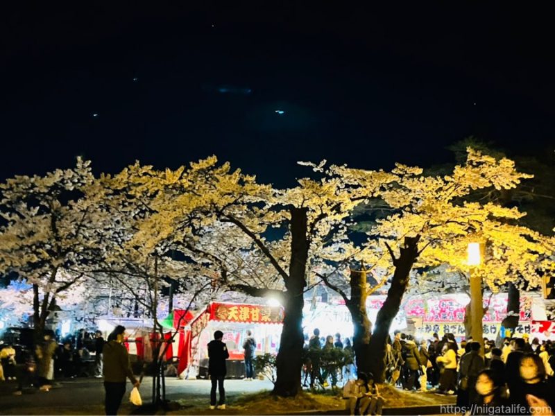 日本3大夜桜 高田城址公園観桜会へ！4/1のようす