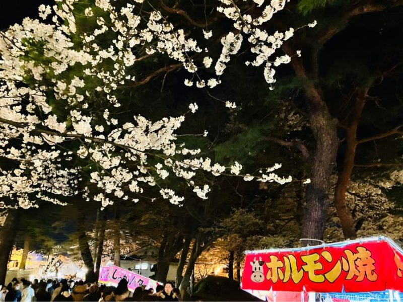 日本3大夜桜 高田城址公園観桜会へ！4/1のようす