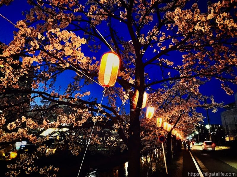 長岡福島江の夜桜が満開！ぼんぼりの灯りに照らされて