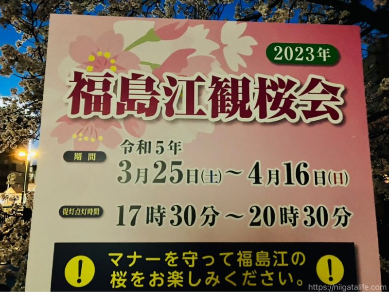 長岡福島江の夜桜が満開！ぼんぼりの灯りに照らされて