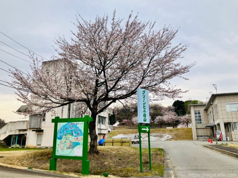 小千谷市内3か所の桜スポットを巡ってみました