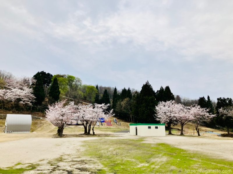 小千谷市内3か所の桜スポットを巡ってみました