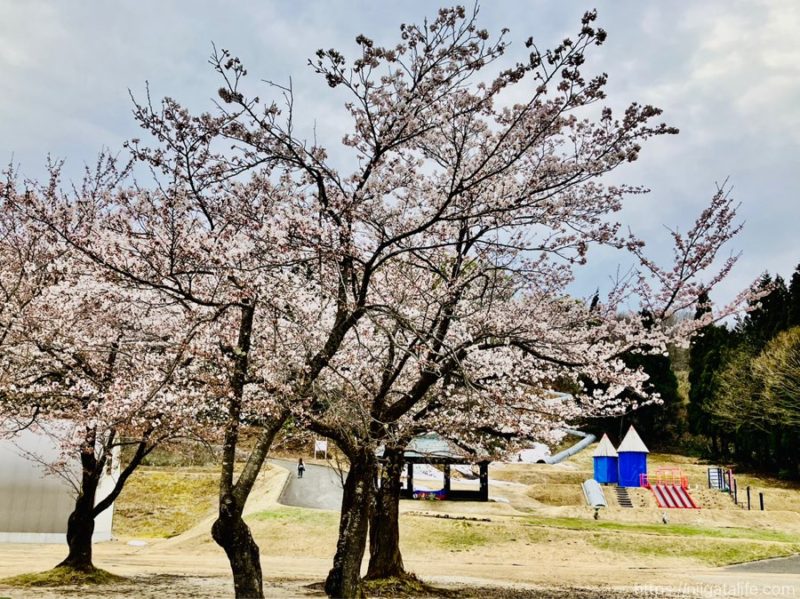 小千谷市内3か所の桜スポットを巡ってみました