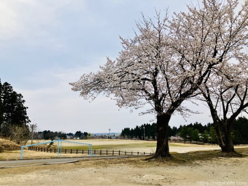 小千谷市内3か所の桜スポットを巡ってみました